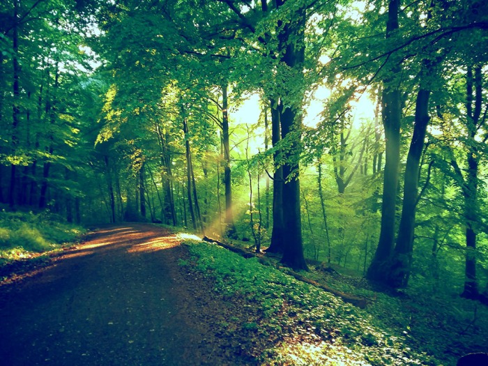 Waldweg mit grünen Bäumen und Lichteinfall