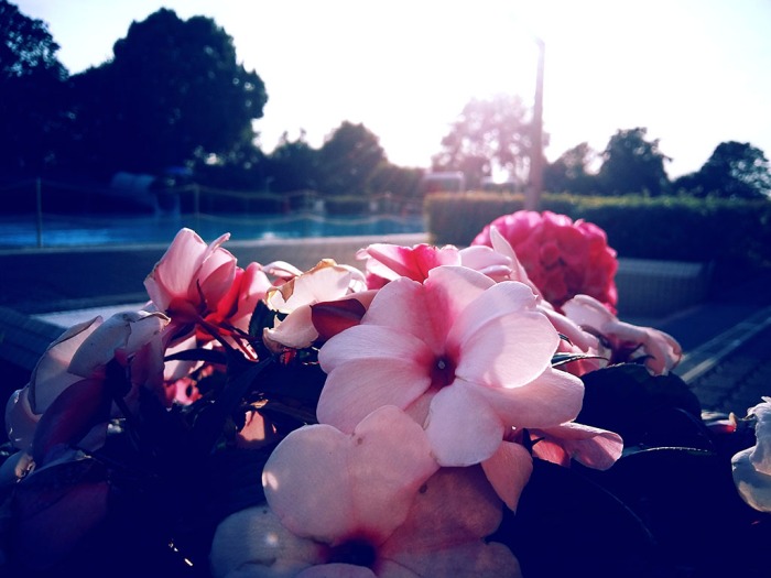 Blick auf Blumen im Vordergrund Pool im Hintergrund